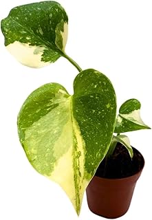 BubbleBlooms Monstera Thai Constellation Variegated deliciosa in a 2 inch Pot Tiny Mini Pixie Plant