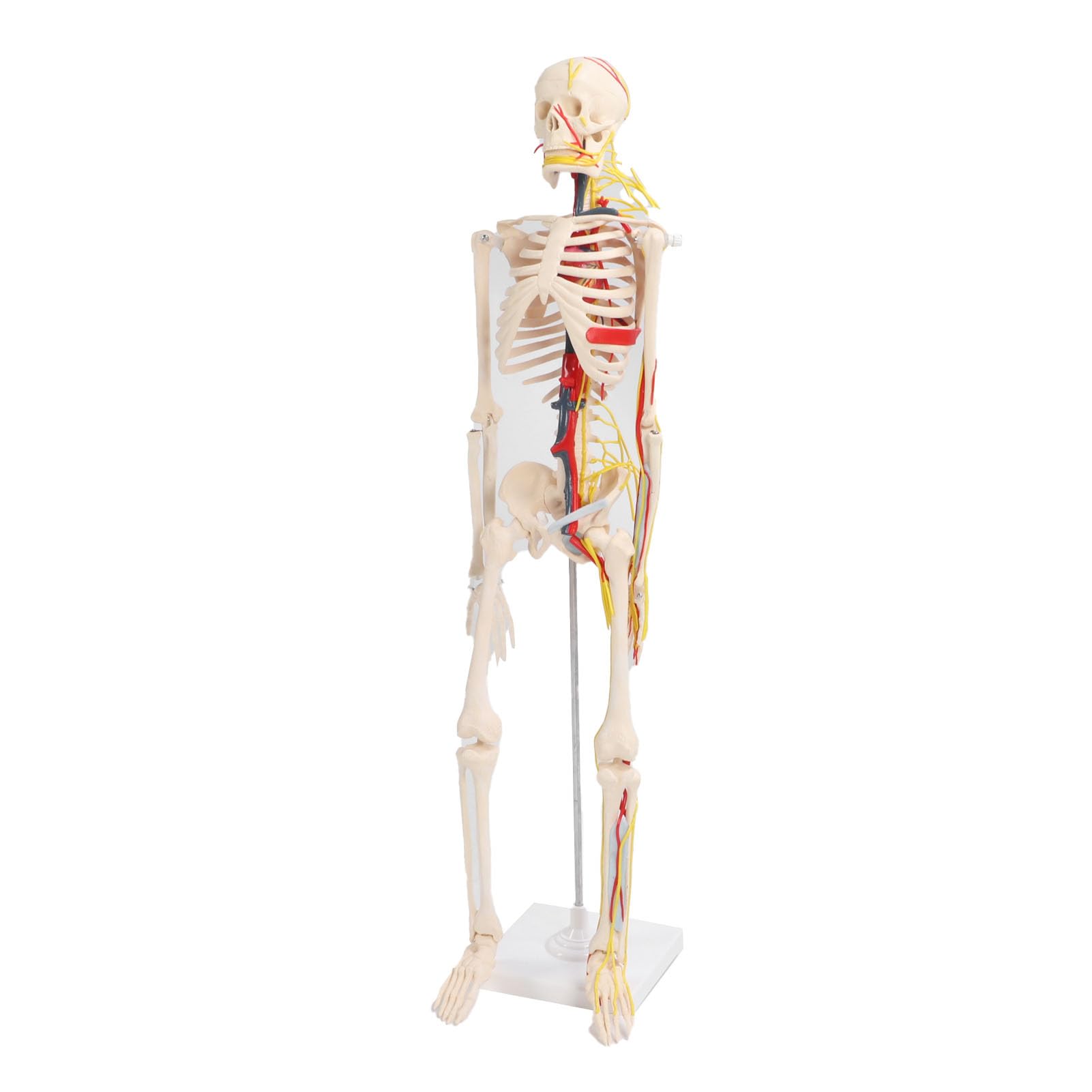 FTVOGUE Esqueleto Humano Ensamblar Modelo PVC Anatomía Esqueleto Modelo