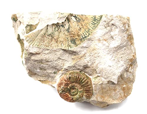 Perisphinctes Ammonite Fossil Jurassic- Bavaria, West Germany 17162