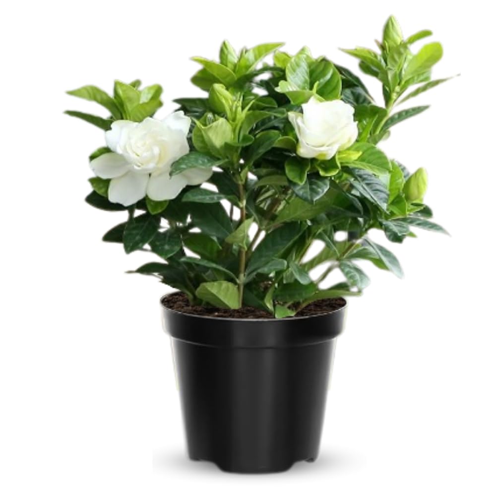 Amazon.com : Cape Jasmine Plants Indoor Live, 4 to 6 Inc Tall, 2