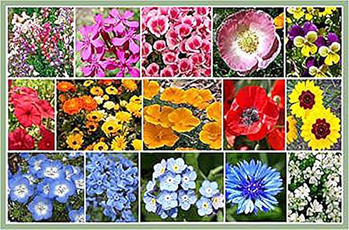 Premium Low Growing Mix of Wildflowers