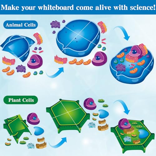 Image of 2 Set Magnetic Animal and Plant Cell Model Clearly Magnets Anatomy Models Educational Science Kits Back to School Biology Classroom Decor for Lab Decorations Teacher Must Haves Learning Teaching Aid