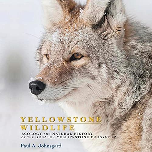 Yellowstone Wildlife by Paul A. Johnsgard episode artwork