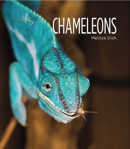 chameleon stores