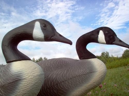 Canada Goose Decoy Head Flocking Kit - 50 Heads