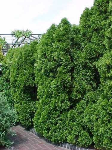 50 Samen - Lebensbaum, Thuja occidentalis, Baum Samen (Evergreen Hedge) :  Amazon.de: Garten