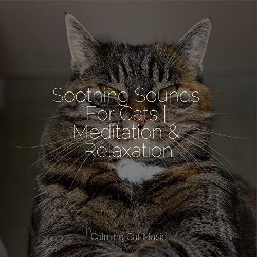 Thumbnail for Amazon Music Music For Cats Cat Music Experience Cats Music ZoneのSoothing Sounds For Cats
