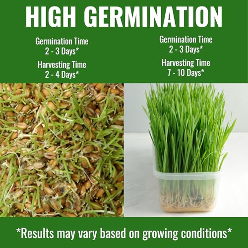Image of Wheatgrass Seeds 800g | Organic, Non-GMO, Fast Growing Seeds for Juice, Detox, Microgreens & Pets | Cat-Friendly | High Nutrition Green Superfood | Easy to Grow at Home | Free Growing Guide Included