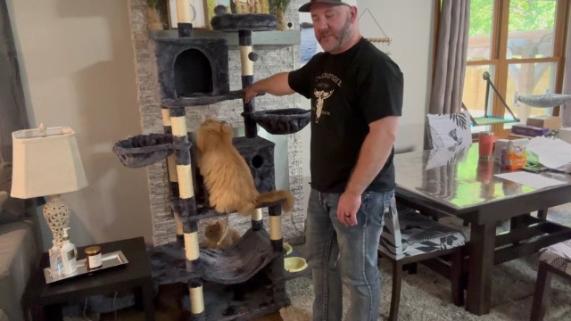 ブルースキャット Amazon.com : Taoqimiao 76-Inch Cat Tree Cat Tower for Indoor
