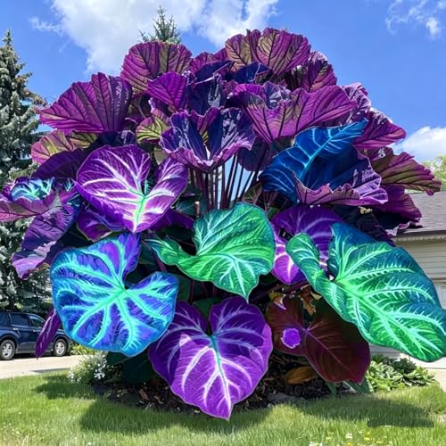 Orecchio di elefante premium per la primavera. Foglie grandi e colorate, verdi, perenni, resistenti al freddo e all’umidità. Ideali per cortili e zone acquatiche.-2bulbs-D