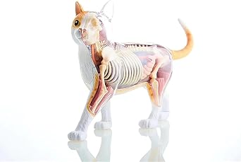 4D Vision Cat Anatomy Model - Orange Cat Skeleton Kit with 28 Detachable Organs for Veterinary Training and Education