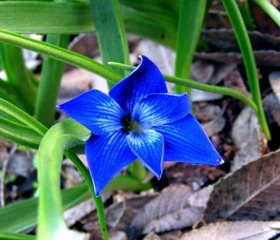 Image of Tecoma Blue Live Plant | Tecomaria Capensis Flowering Shrub with Pot | Indoor Outdoor Garden Plant | Blue Trumpet Vine Plant for Balcony, Terrace, Patio a€ inch Pack of 1