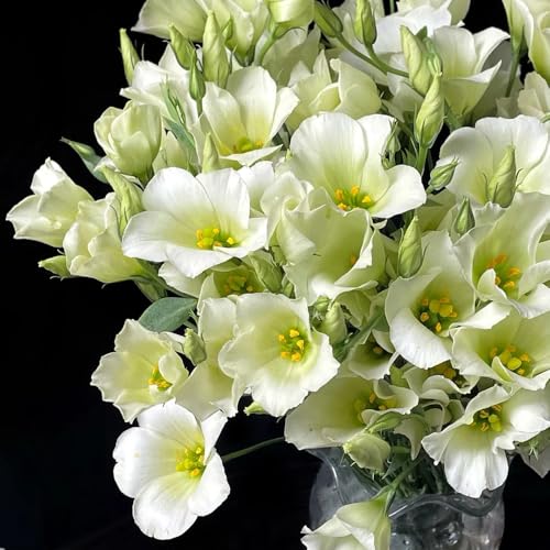 semillas de lisianthus resistentes jardines de rocas resistentes otoño jardineros semillas orgánicas exóticas balcón 150pcs