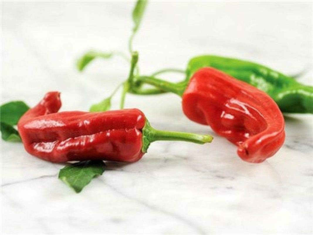 Chimayo Hot Pepper Seeds A Variety from Chimayo, New