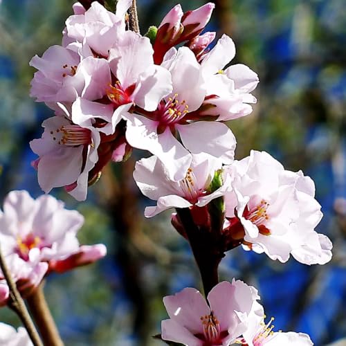 5 Nanking Chinese Dwarf Cherry Tree Seeds (Prunus tomentosa) - Compact Fruiting Tree