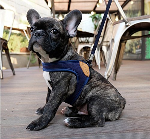 Amazon | 日本初上陸！ チャーリーズバックヤード (Charlie's Backyard