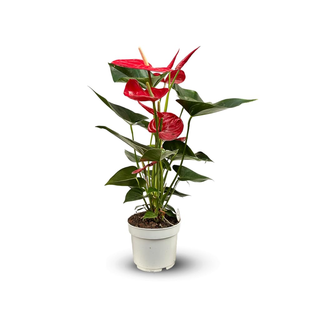 Attitude Jardin - Anthurium rouge - plante d'intérieur - 60-70 cm - ⌀ 17 cm - plante fleurie