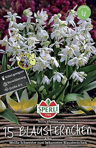 Sperli 461893 Blausternchen Alba (15 Stück) (Herbstblumenzwiebeln)