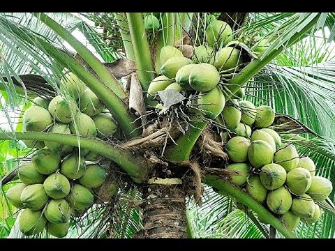 Nursery Live Rare Coconut Live Plant - Qualitative Hybrid Kerala Coconut Tree Plant (Tall x Dwarf (TxD) (1 Healthy Live Fruit Plant)
