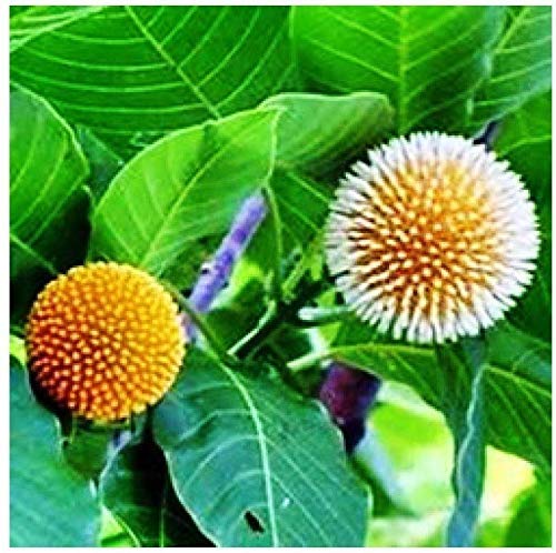 SRI SAI FORESTRY Kadamba Satabisha Nakshatra Aquarius Kumbha Rashi Tree Seeds for Avenue,Home Garden Pack of 100 Seeds (B08LTF3947) Amazon Price History, Amazon Price Tracker