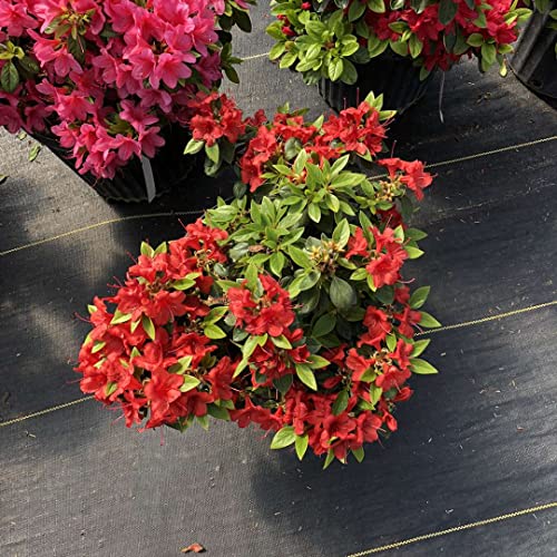 Perfecto Mundo® Orange Azalea - reblooming - Proven Winners - 4" Pot Perfecto Mundo® Orange Azalea - reblooming - Proven Winners - 4" Pot