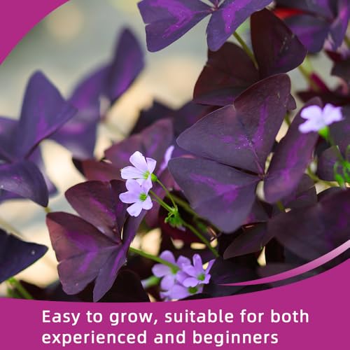 20PCS Purple Shamrocks Bulbs Good Luck Plant Oxalis Bulbs for Planting Indoor or Outdoor Oxalis Triangularis Bulb