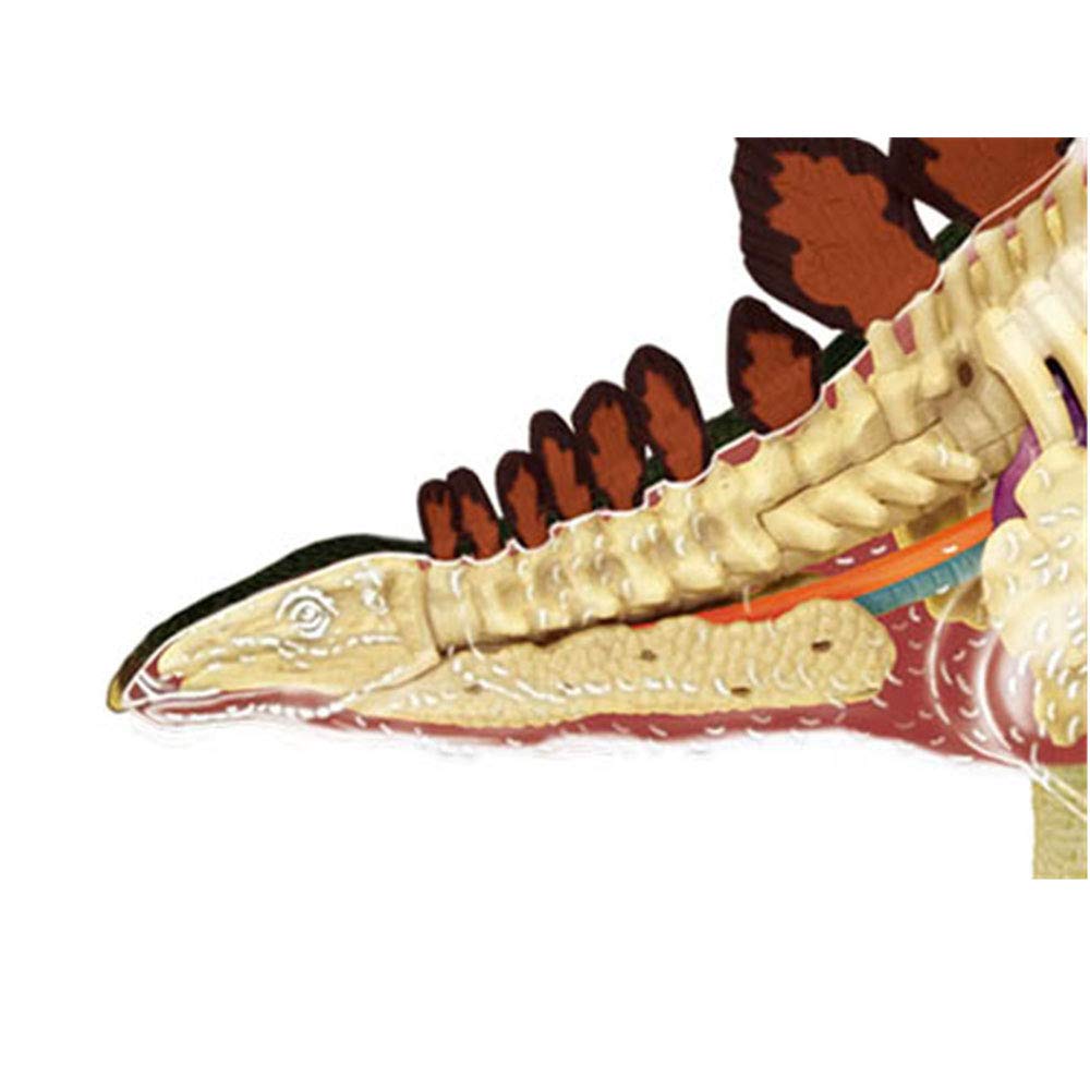 Modele dydaktyczne z zakresu biologii, Odłączany, 39-częściowy model organu dinozaura, medyczny, anatomiczny stegozaura do celów edukacyjnych