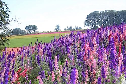 Delphinimum Seed, 50 Seeds, Giant Imperial Mix,...