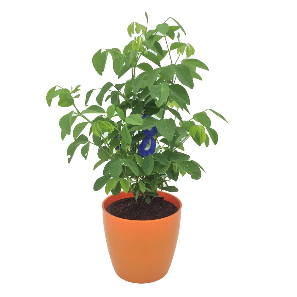 Plantsworld Clitorea turnatea - Gokarna Blue Live Plant (B074SY46KS) Amazon Price History, Amazon Price Tracker