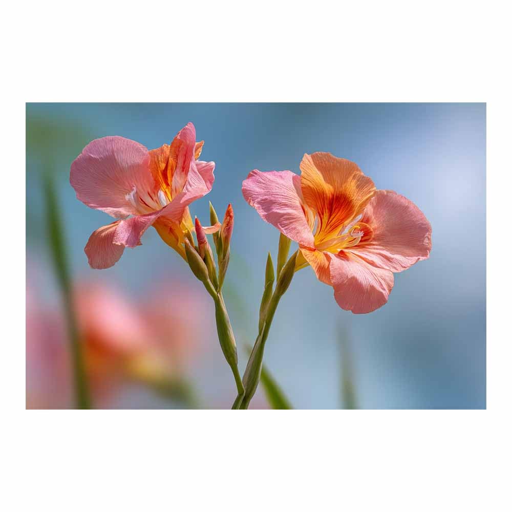ZAMAEIU Nature Landscape Picture Twin blossomss unfurl Large Modern Scenic Painting, for Living Room Bedroom Bathroom Dinning Room Home Office Wall Decor(pink)-60x90cm Unframed