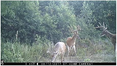 ٽريل ڪئميرا پاران پڪڙيل هڪ رنگين ڏينهن جي تصوير، جنهن ۾ ٻه هرڻ سڱن سان گڏ هڪ ٻيلي واري علائقي ۾ ڏيکاريل آهن.