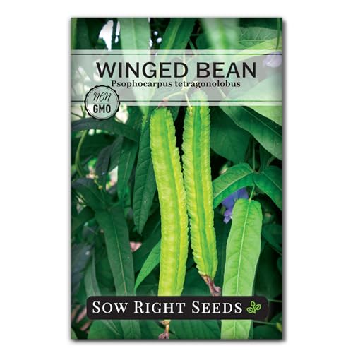 Sow Right Seeds - Winged Green Bean Seeds for Planting - Non-GMO Heirloom Pole Bean Variety - Grow Your Own Fresh Nutritious Green Beans - Ideal for Gardens & Containers - Abundant Harvest (1)
