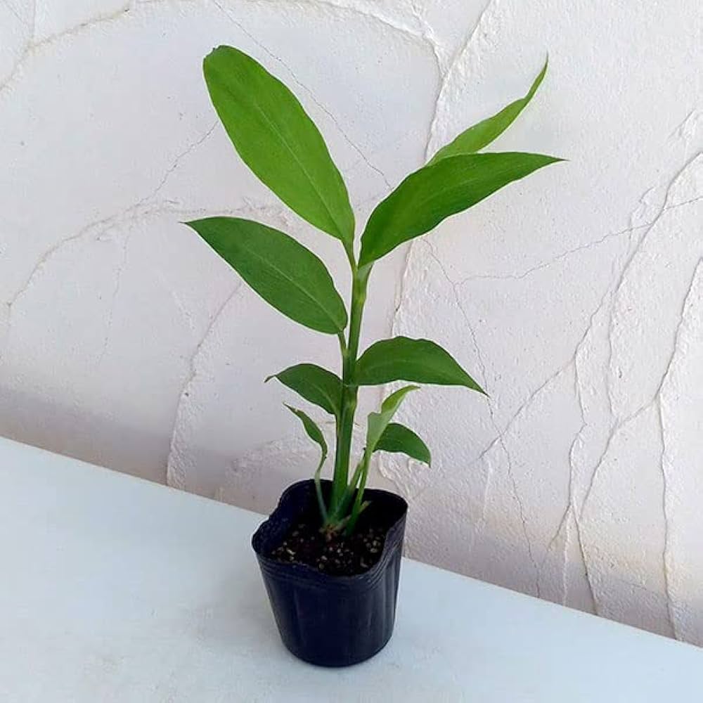 ポリポット植えミョウガ苗 ミョウガの苗【野菜の苗 3号ポット売り】｜ 【植物の