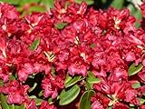 Rhododendron williamsianum Tromba - Rhododendron Hybride - 25-30cm