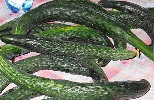 Miniatura 9 de Semillas Pepino Burpless Milagro Chino Gigante Largo Raro Decapado Vegetal No GMO para Plantar