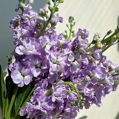 stoccafisso semi di violetta africana, ombra di violetta da giardino, appartamento balcone, decorazione giardino per esterni 35pcs