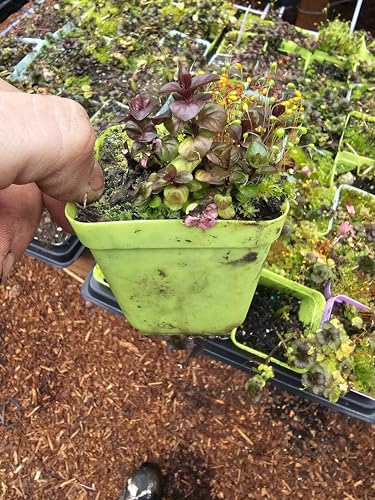 3 Pack Live Mint Plants Chocolate Orange Pineapple
