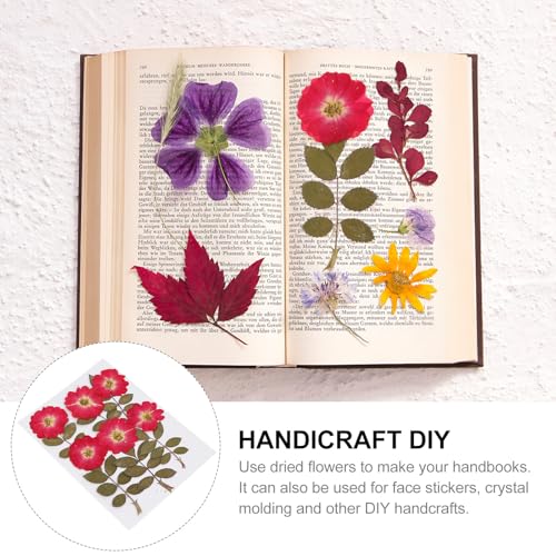 Kit de Flores de Rosa Secas para Manualidades, 12 piezas miniatura 7