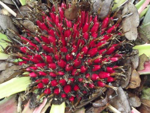 Piña pequeña (Bromelia karatas), planta de interior con frutos, 10 semillas, Gx 140
