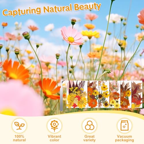 Image of Real Dried Pressed Flowers for Crafts, 100+ PCS Fall Dried Flowers Leaves Nature Flowers Florals Set with Tweezer for Resin Jewelry Making Thanksgiving DIY Candle Scrapbooking Gift (Orange, Yellow)