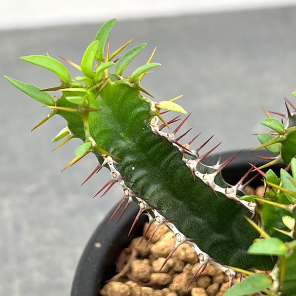 Amazon｜ユーフォルビア：ムランジーナ 4号[塊根植物 コーデックス