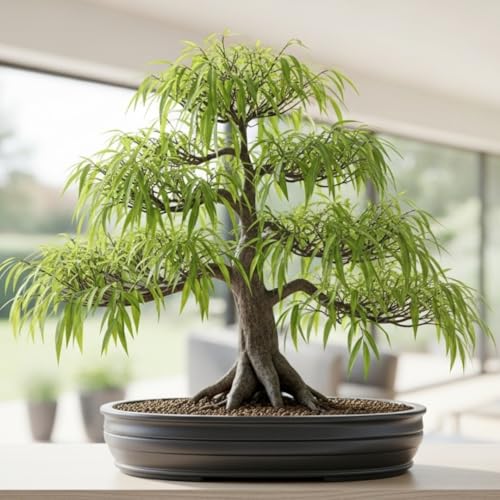 Abby’s Willow Bonsai Forest – 5 Willow Cuttings – Easy-to-Grow, Miniature Trees for Indoor or Outdoor Gardens