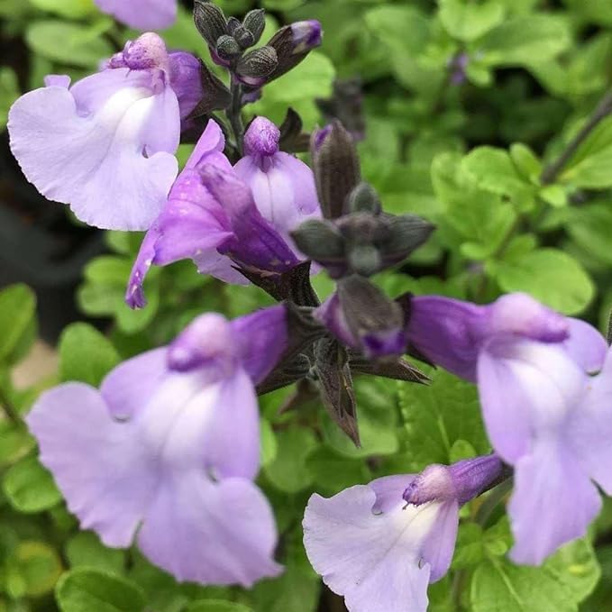 Salvia 'So Cool Pale Blue’- Salvia that is Ready to Plant Out- Comes Back Every Year (Hardy) - Flowers from Summer to Autumn- Loved by Bees (Middleton Nurseries) (3X P9(9cm Pot))