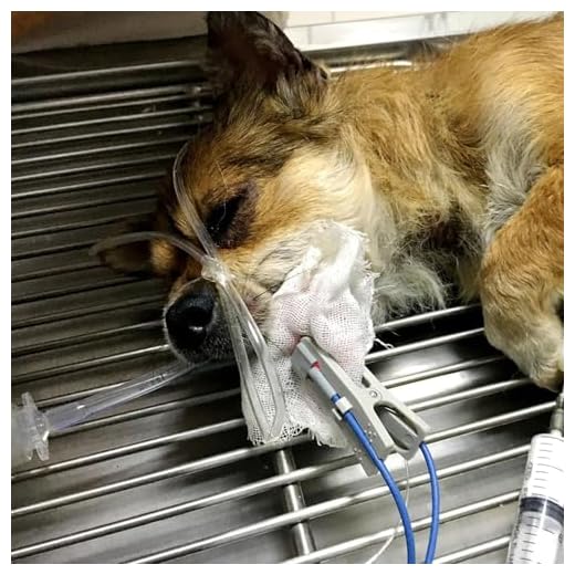 Veterinary Pulse Oximeter for Pets