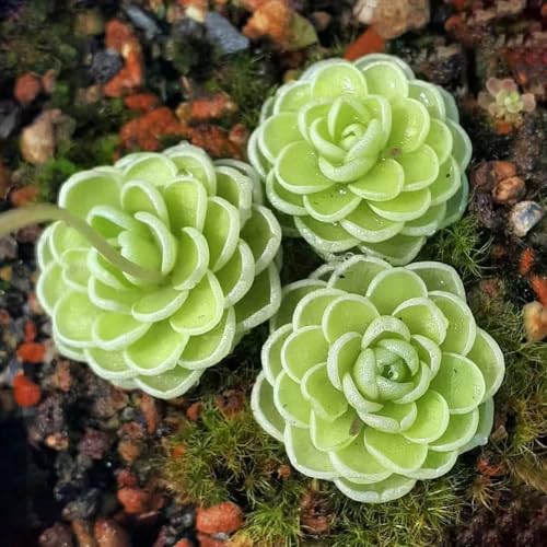 Le giardino sono ottime per conferire alle stanze un aspetto naturale.
