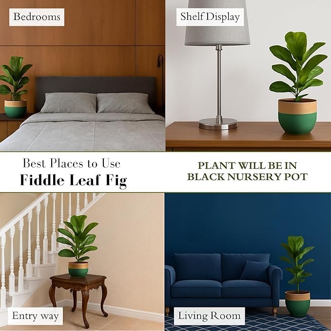 Image of Live Fiddle Leaf Fig Plant (Ficus lyrata) - Premium Indoor Ornamental Plant | Air-Purifying, Easy-Care & Lush Green Foliage With Black 3 Inch Premium Pot