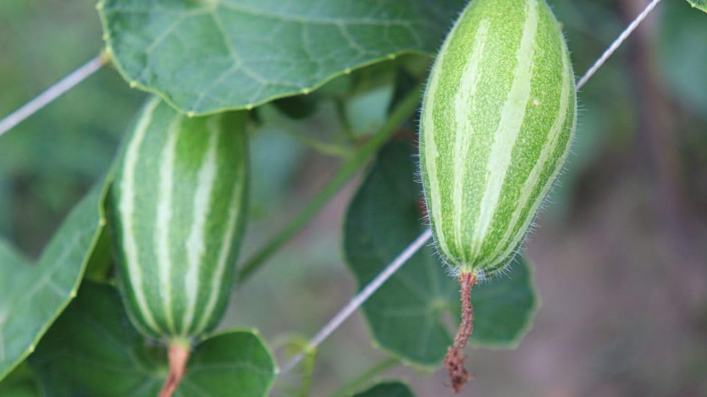 See full amazon price history chart for 20 Seeds, Parwal seeds desi, High germination 20 Seeds, Parwal seeds desi, High germination (B0CHCJXW1M) Amazon Price History, Amazon Price Tracker