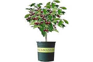Black Cherry Fruit Tree for Vibrant Landscapes - Your Eden Awaits!