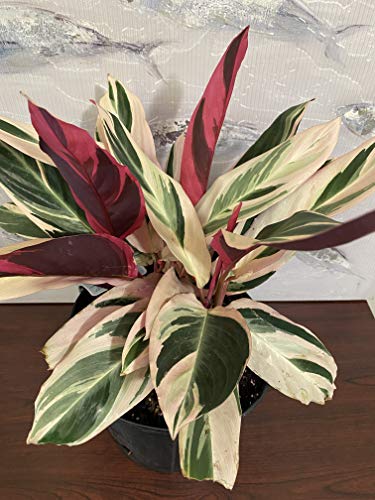 Stromanthe Tri Color Ginger Live Plant, 2.4Qt Grower’s Pot