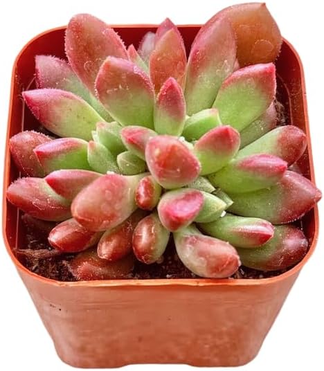 Sedeveria Pink Ruby - Plantas suculentas únicas de 2 pulgadas, plantas suculentas de arranque vivo, plantas de interior de fácil cuidado enraizadas